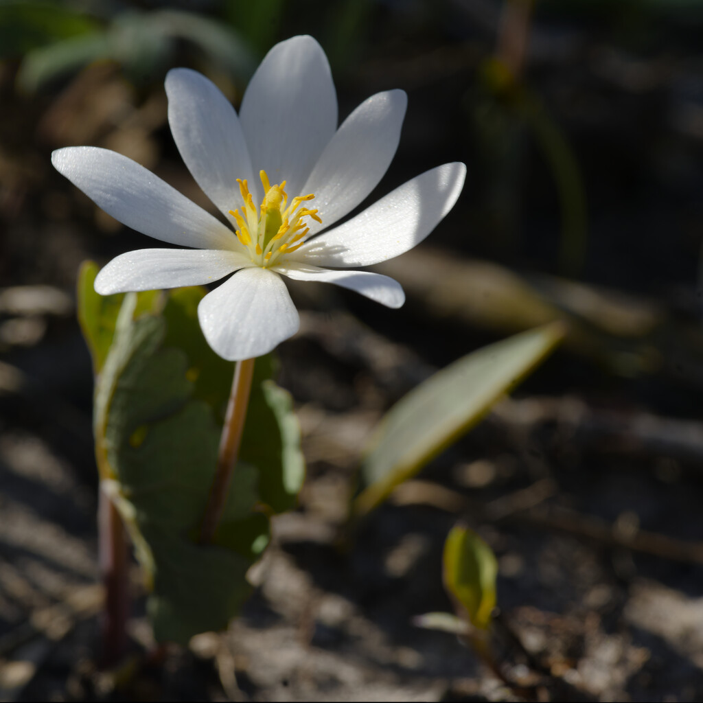 bloodroot  by rminer