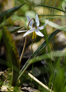 12th Apr 2023 - large trout lily