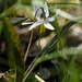 large trout lily by rminer