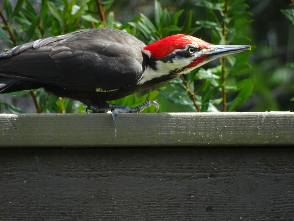 Pileated Woodpecker by eolidia