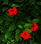 13th Apr 2023 - Red Hibiscus ~ 