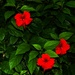 Red Hibiscus ~  by happysnaps