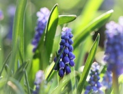 11th Apr 2023 - Grape Hyacinth