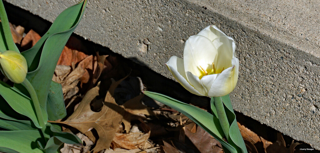 First tulip has opened by larrysphotos