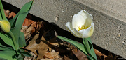 12th Apr 2023 - First tulip has opened