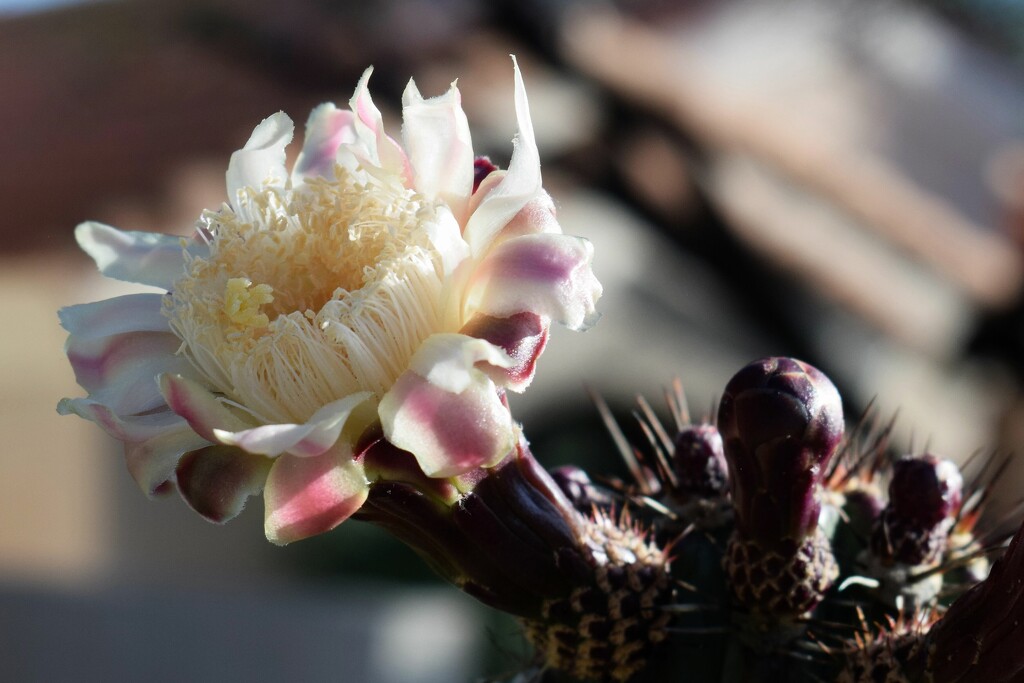 Organ Pipe Cactus Flower by sandlily
