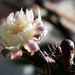 Organ Pipe Cactus Flower by sandlily