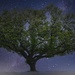 Amazing Tree by judyc57
