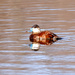 Ruddy Duck by tosee