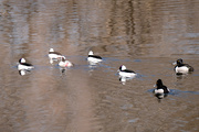 8th Apr 2023 - Buffalo Heads and Lesser Scaup