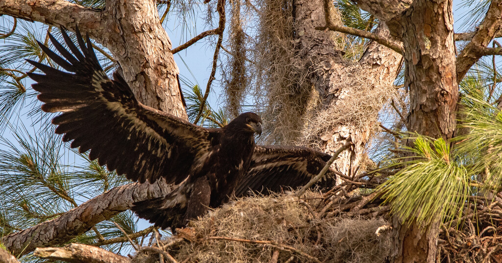 Baby Eagle Excercising Those Wings! by rickster549