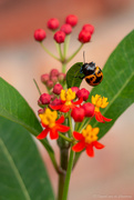 7th Apr 2023 - Beetle and milkweed flowers 