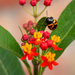 Beetle and milkweed flowers  by ingrid01