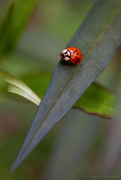 9th Apr 2023 - Relocated Ladybug #2