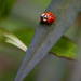 Relocated Ladybug #2 by ingrid01
