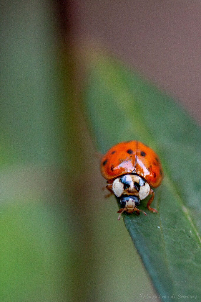 Relocated Ladybug #1 by ingrid01