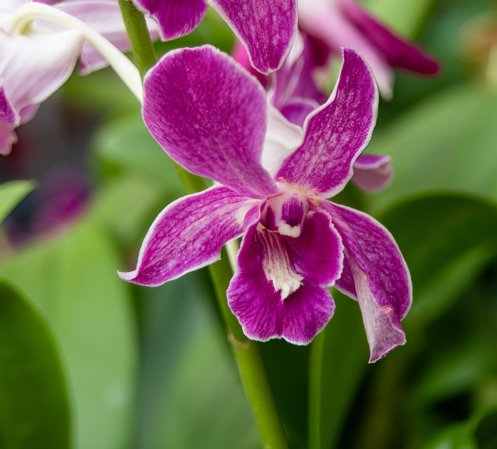 Purple Orchid. by ianjb21