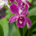 Purple Orchid. by ianjb21