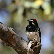 8th Apr 2023 - acorn woodpecker