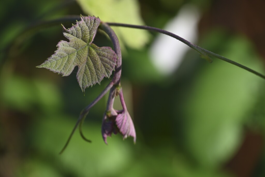 New Growth on the Grape Vine by metzpah