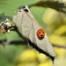 Ladybird by casablanca