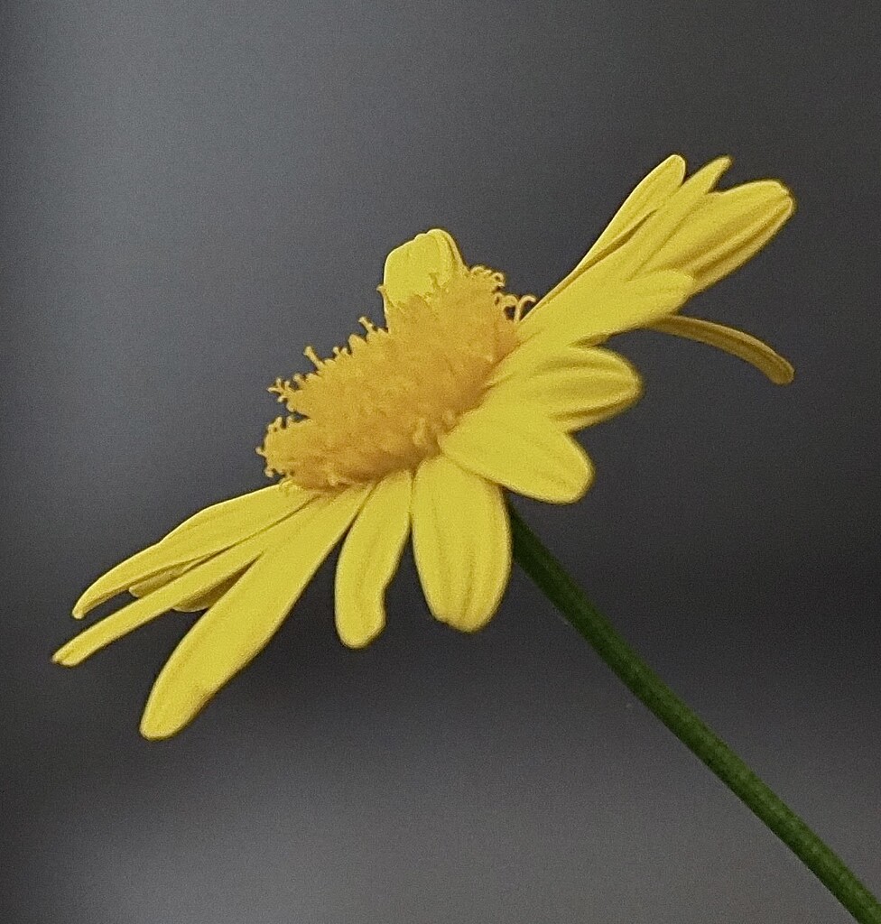Yellow daisy by Dawn