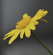 13th Apr 2023 - Yellow daisy