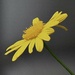 Yellow daisy by Dawn