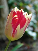 13th Apr 2023 - Tulip