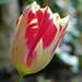 Tulip by 365anne