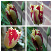 13th Apr 2023 - Tulip love
