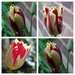 Tulip love by thedarkroom
