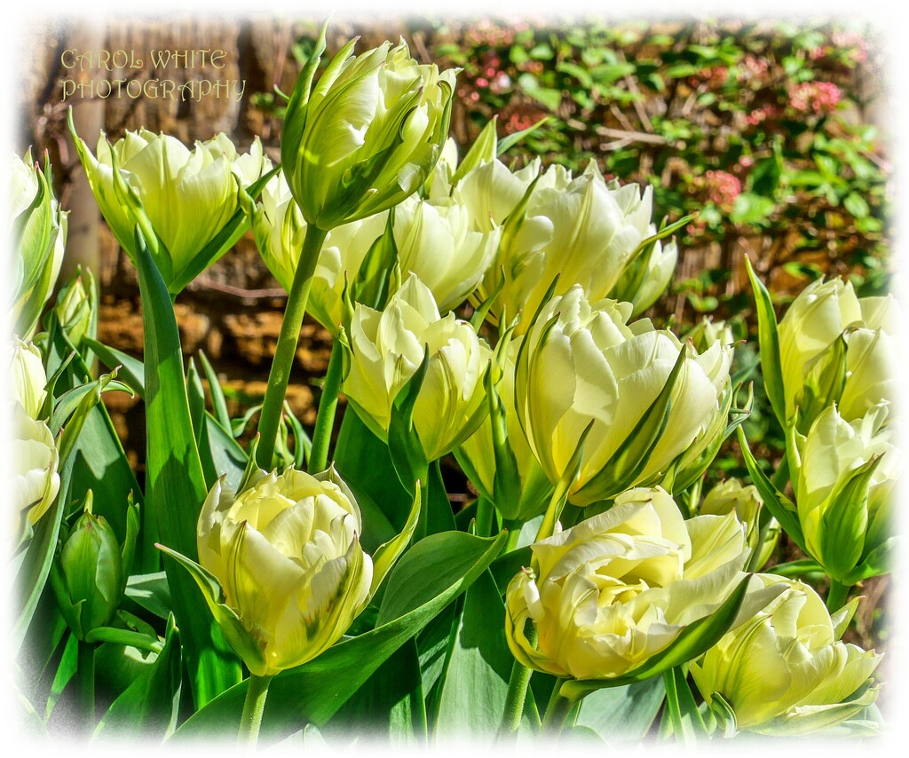 Tulip Time by carolmw