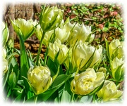 13th Apr 2023 - Tulip Time