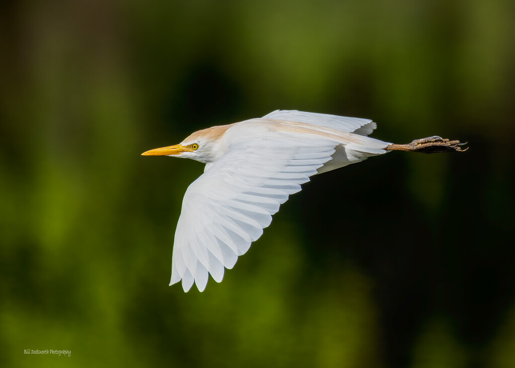 Cattle Egret in-flight by photographycrazy