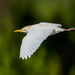 Cattle Egret in-flight by photographycrazy