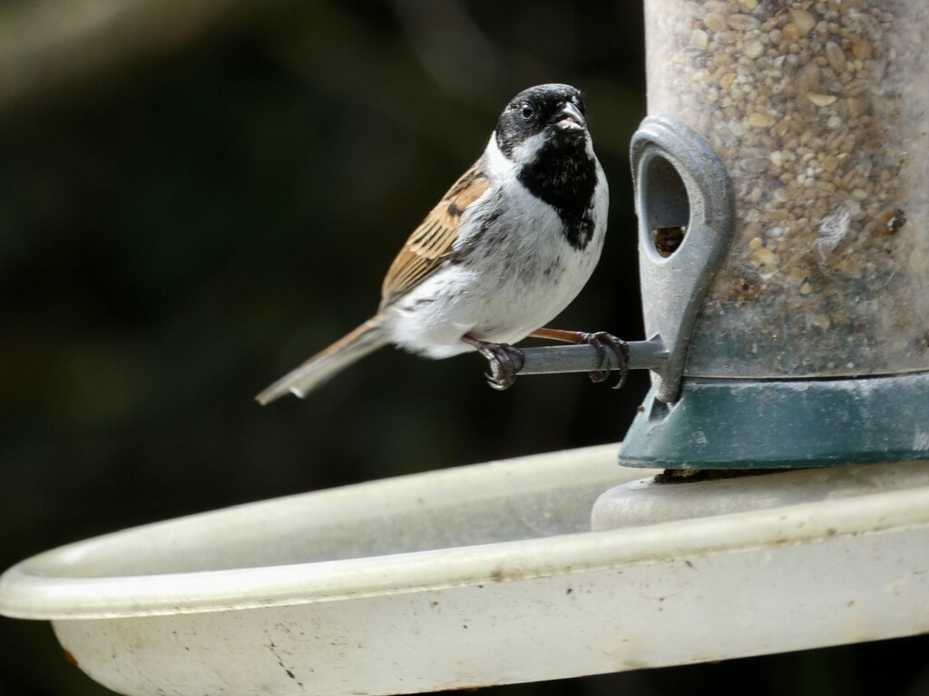 Male reed bunting by orchid99