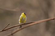 11th Apr 2023 - Male Goldfinch