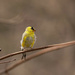 Male Goldfinch by pamalama