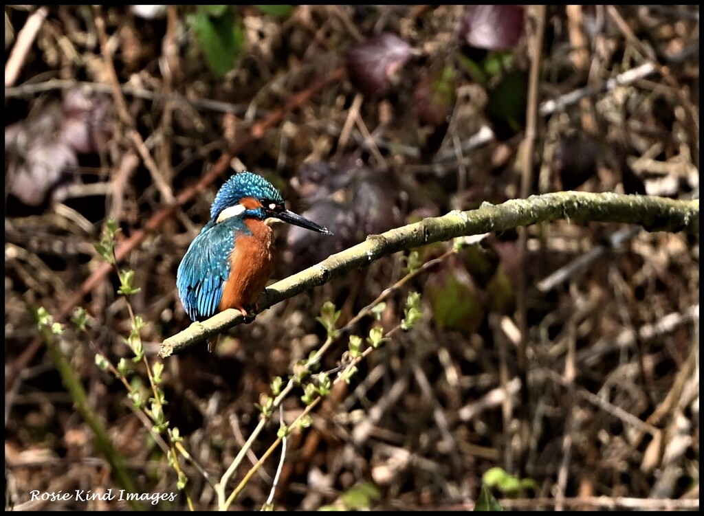 My friend the kingfisher by rosiekind