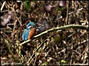 13th Apr 2023 - My friend the kingfisher