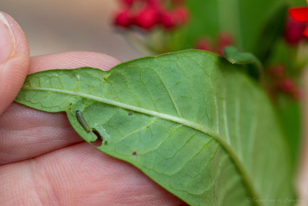 Tiny Monarch caterpillar by ingrid01