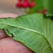 Tiny Monarch caterpillar by ingrid01