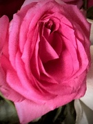 13th Apr 2023 - Pink rose