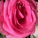 Pink rose by pamknowler