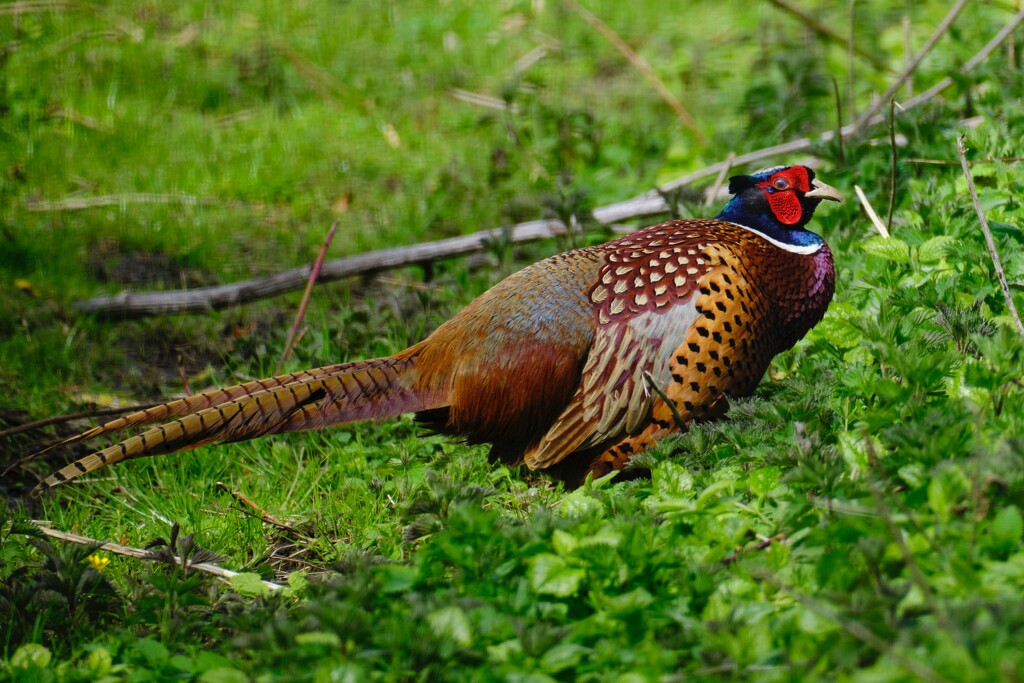 Pheasant in forest by brocky59
