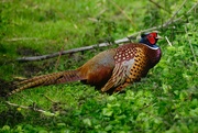 13th Apr 2023 - Pheasant in forest