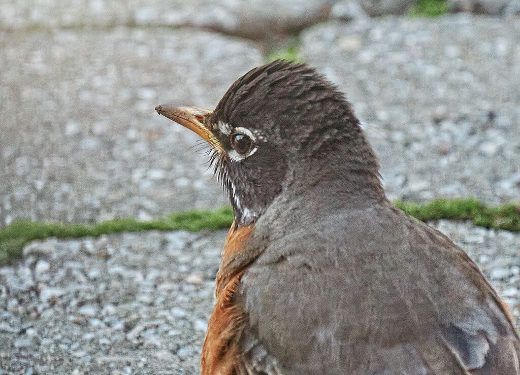 Robin Close-Up by gardencat