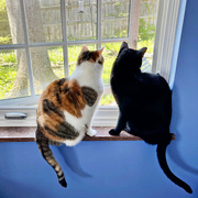 11th Apr 2023 - How Much Are Those Kitties In The Window?