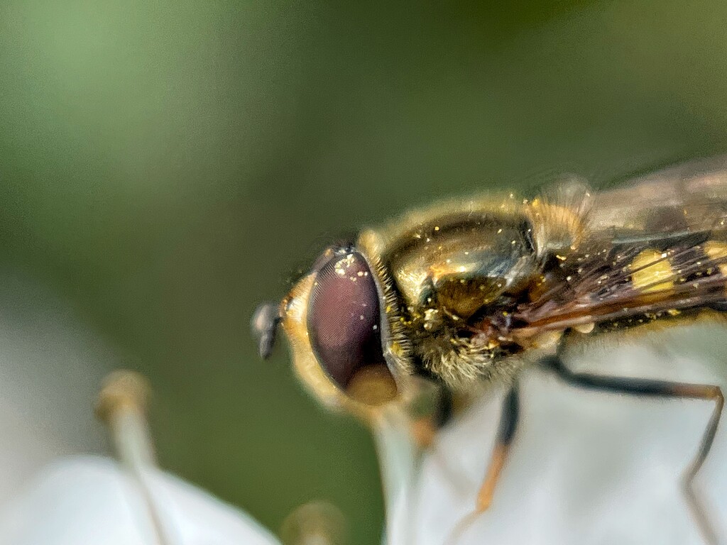 Pollenator by gaillambert